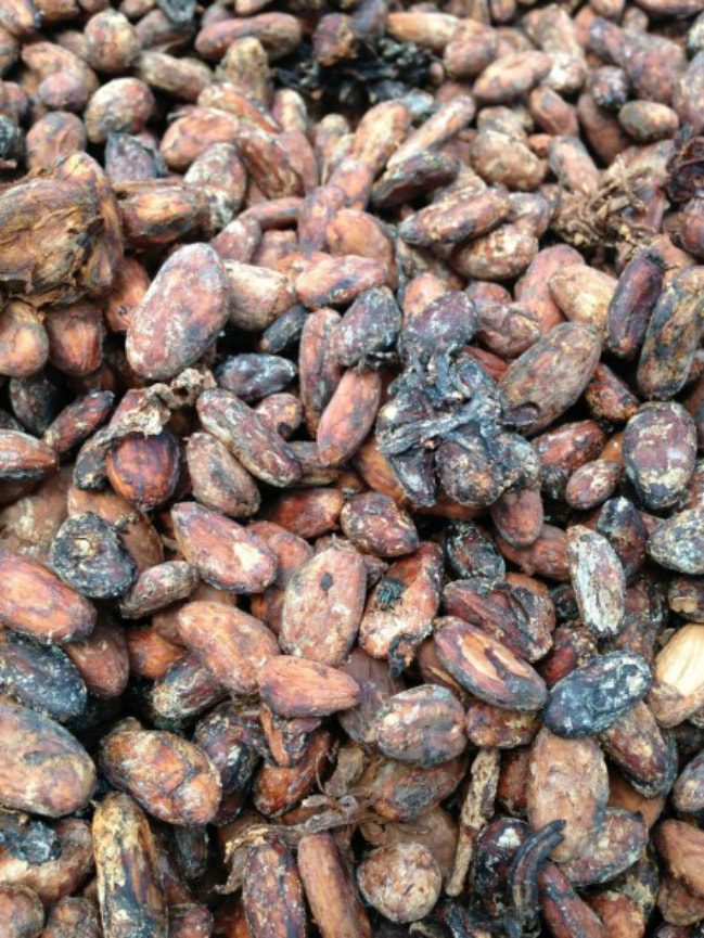 Dominican Republic cacao