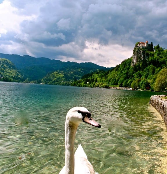 Swan, Lake Bled, Slovenia