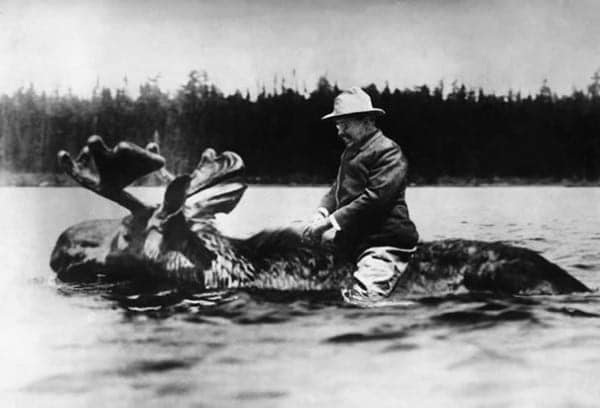 If Teddy Roosevelt can ride a moose, maybe I can, too