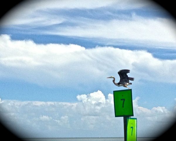 Key West offers some excellent birdwatching if you're so inclined. I'm not much of a bird watcher, however this endangered heron caught my special attention.
