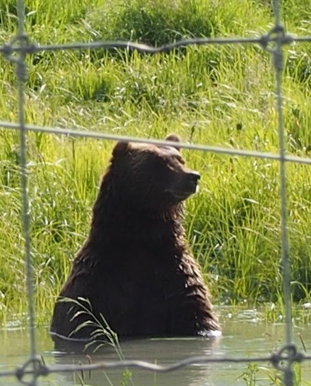 A bear at the Alaska Wildlife Refuge, just so you know what we were up against!