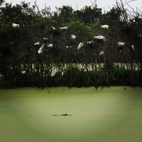 A gator swims slowly past a whole host of birds roosting at Norm's Pond