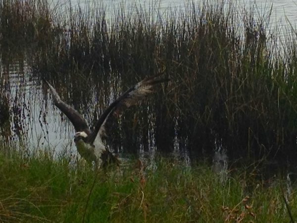 An osprey protects its nest at the edge of the marsh