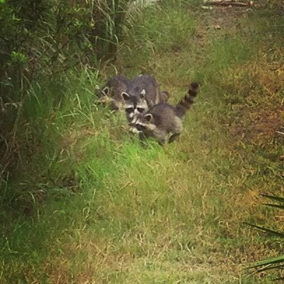 My favorite moment of this trip: meeting a mama and two baby raccoons while out for a bike ride