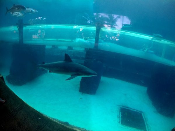 Have you ever seen a cooler water slide? AND you can scuba dive in this tank. 