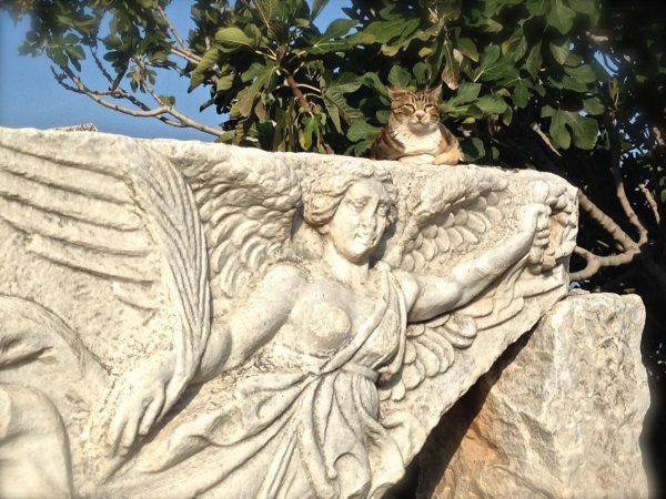 Ephesus Turkey Cat 