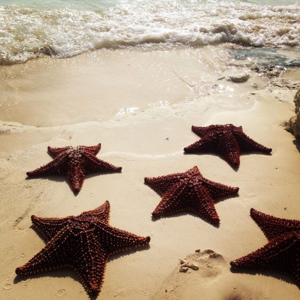 Starfish on Grand Bahama Island