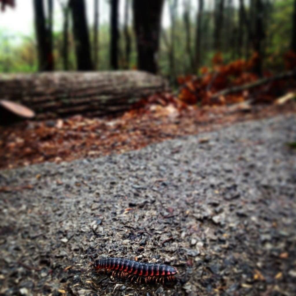 Smoky Mountain Park bugs
