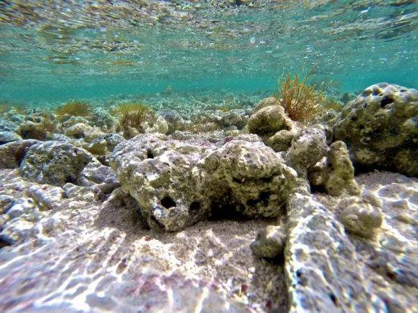 A glimpse at the underwater scenery at Palomino Island