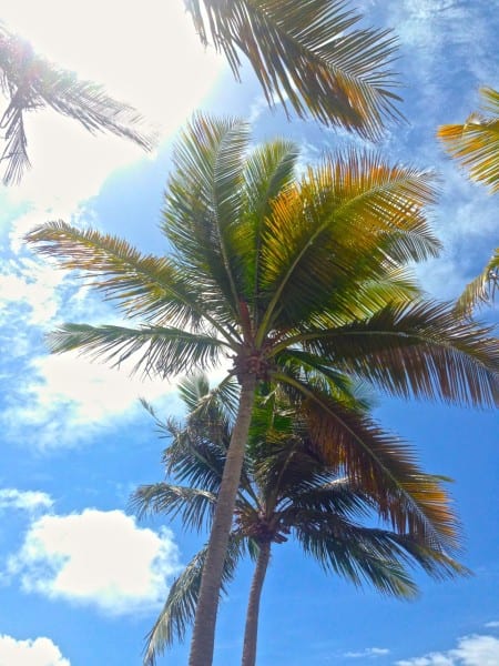 El Conquistador Palm Tree Puerto Rico