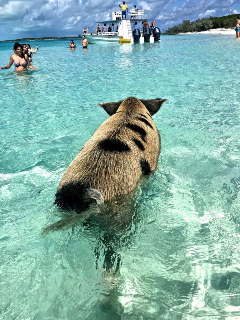 Swimming pigs Exuma Bahamas