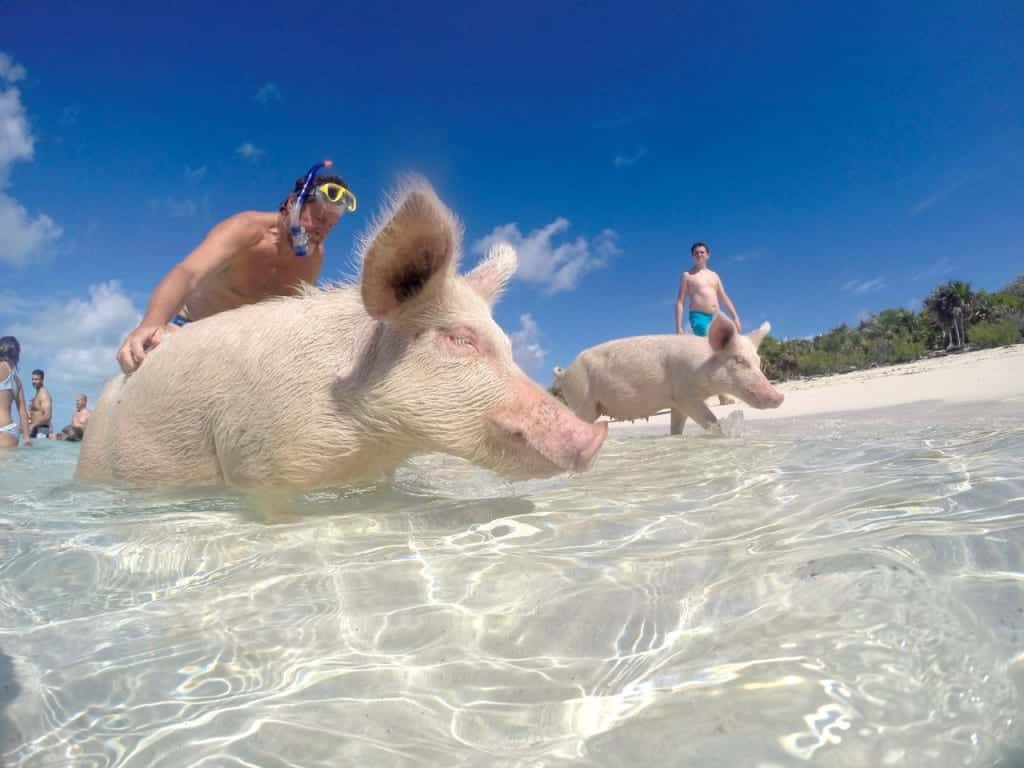 Swimming Pigs Exuma 4C's Adventure Bahamas Tour