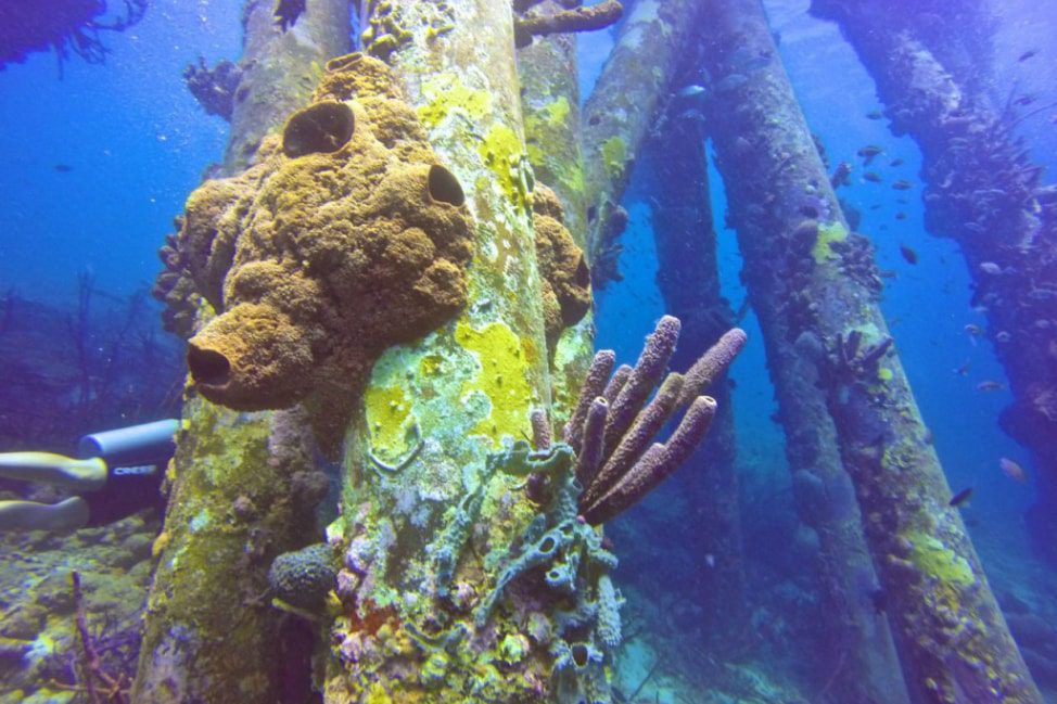 Salt Pier Coral