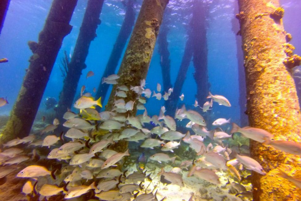 Scuba Dive Bonaire