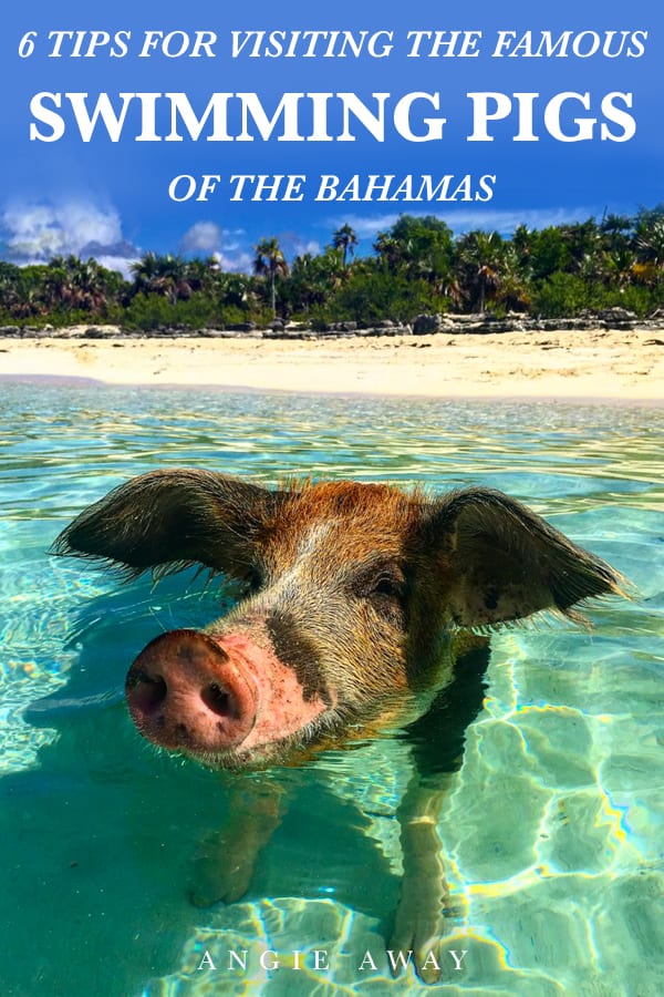 Is meeting the famous Swimming Pigs of Exuma, Bahamas on your bucket list? Check out these pictures and how to meet them too! #SwimmingPigs #Travel #Exuma #Bahamas