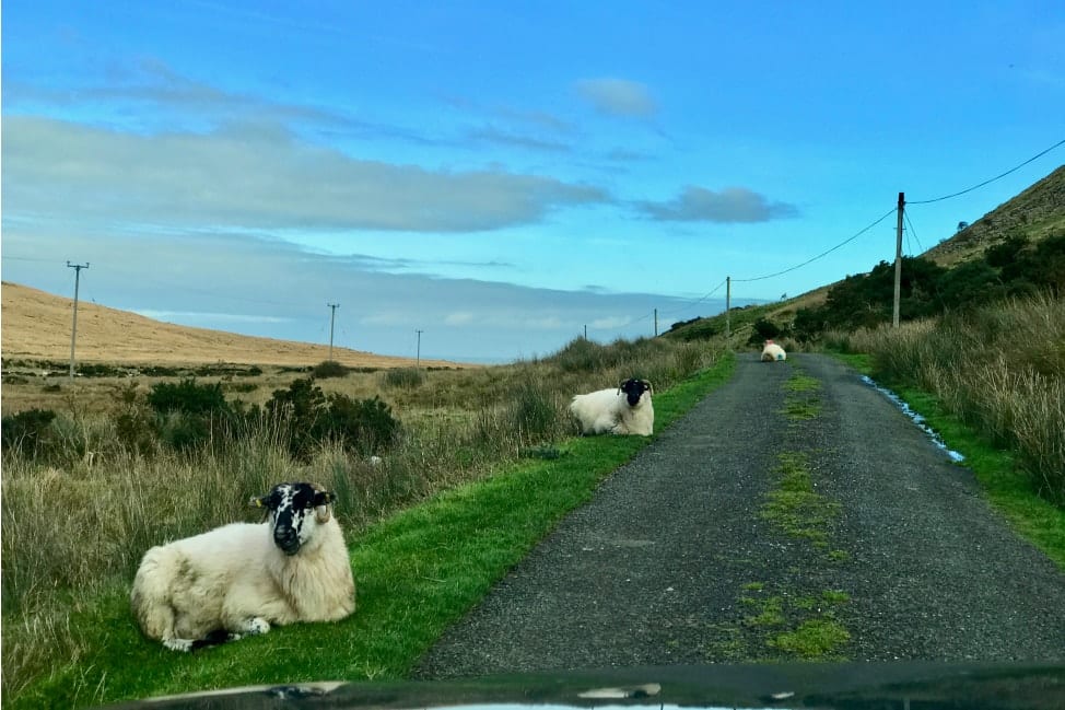 Sheep - Ireland Road Trip