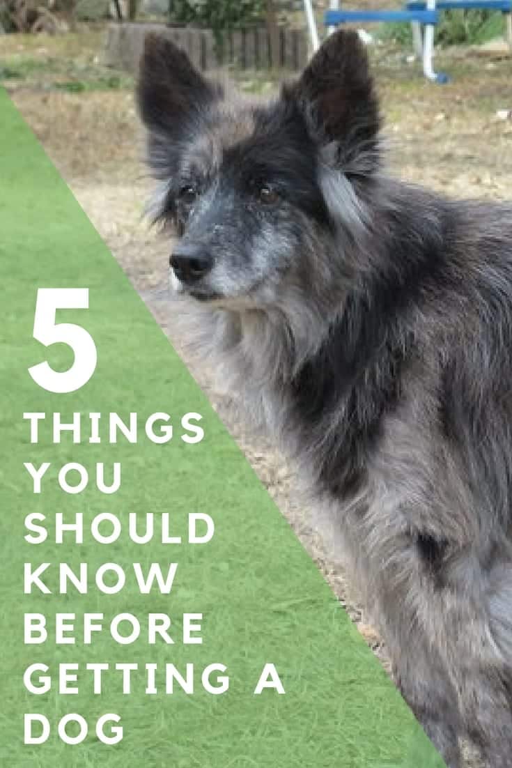 5 Things to consider before getting a dog