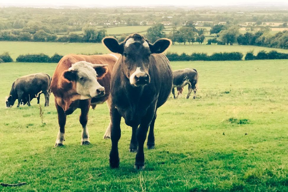 Cows in the Cotswolds