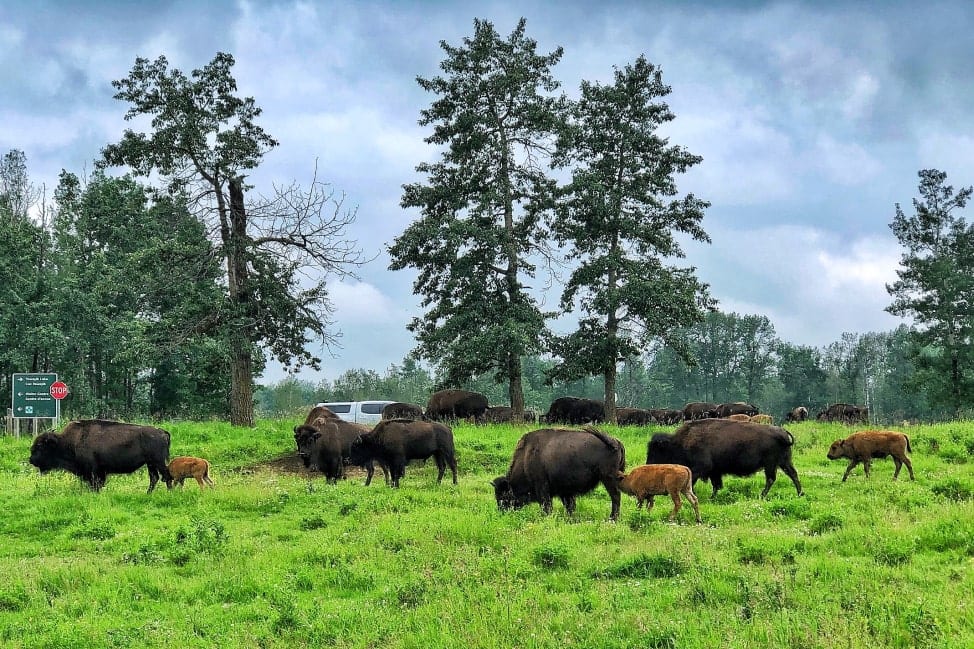 Bison at Elk Island National Park
