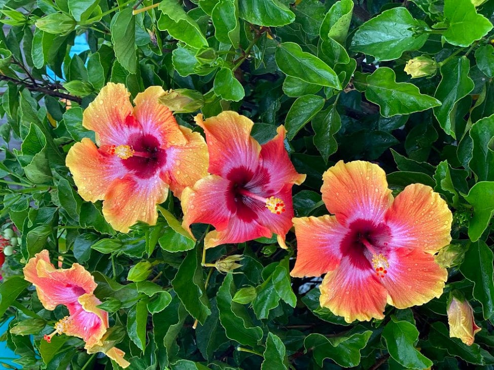 Hibiscus Flowers in Florida