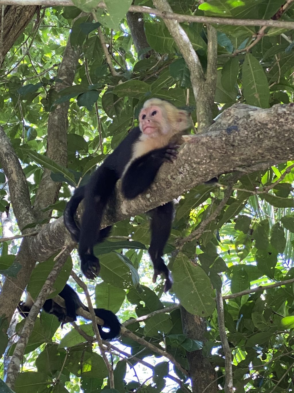 Where-to-see-Monkeys-in-Costa-Rica